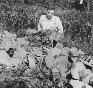 876629 Afbeelding van een man uit Wijk C die geoogste groene kolen toont op een van de volkstuintjes uitgaande van het ...